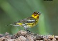 _B249113 cape may warbler
